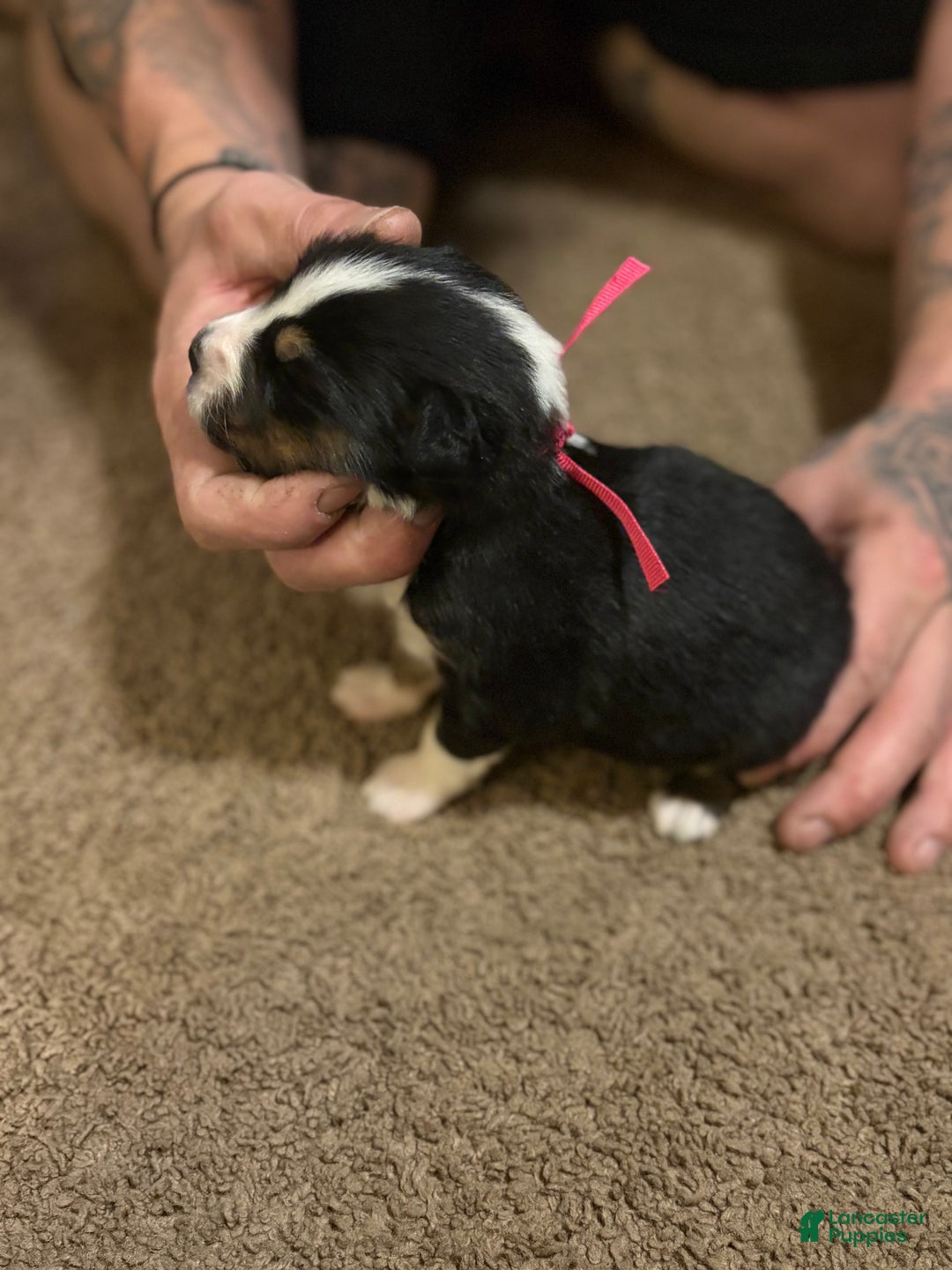 Australian Shepherd dogs for sale: Lucy.  - Ad 3