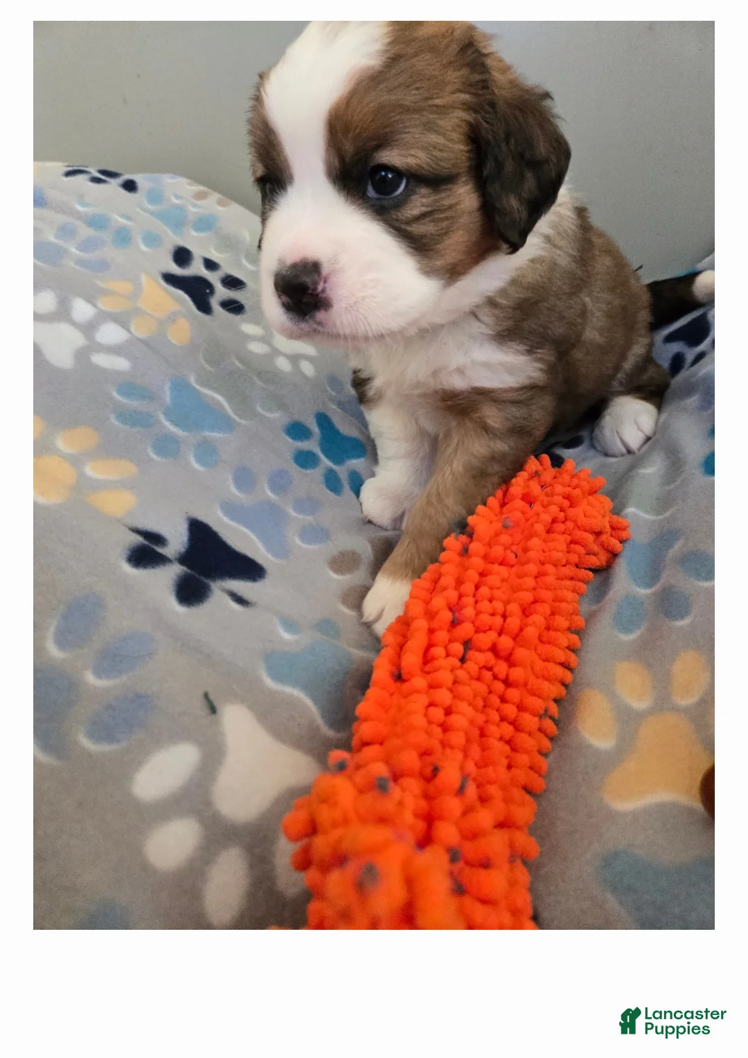 Mixed Breed dogs for sale: Princess - Ad 18