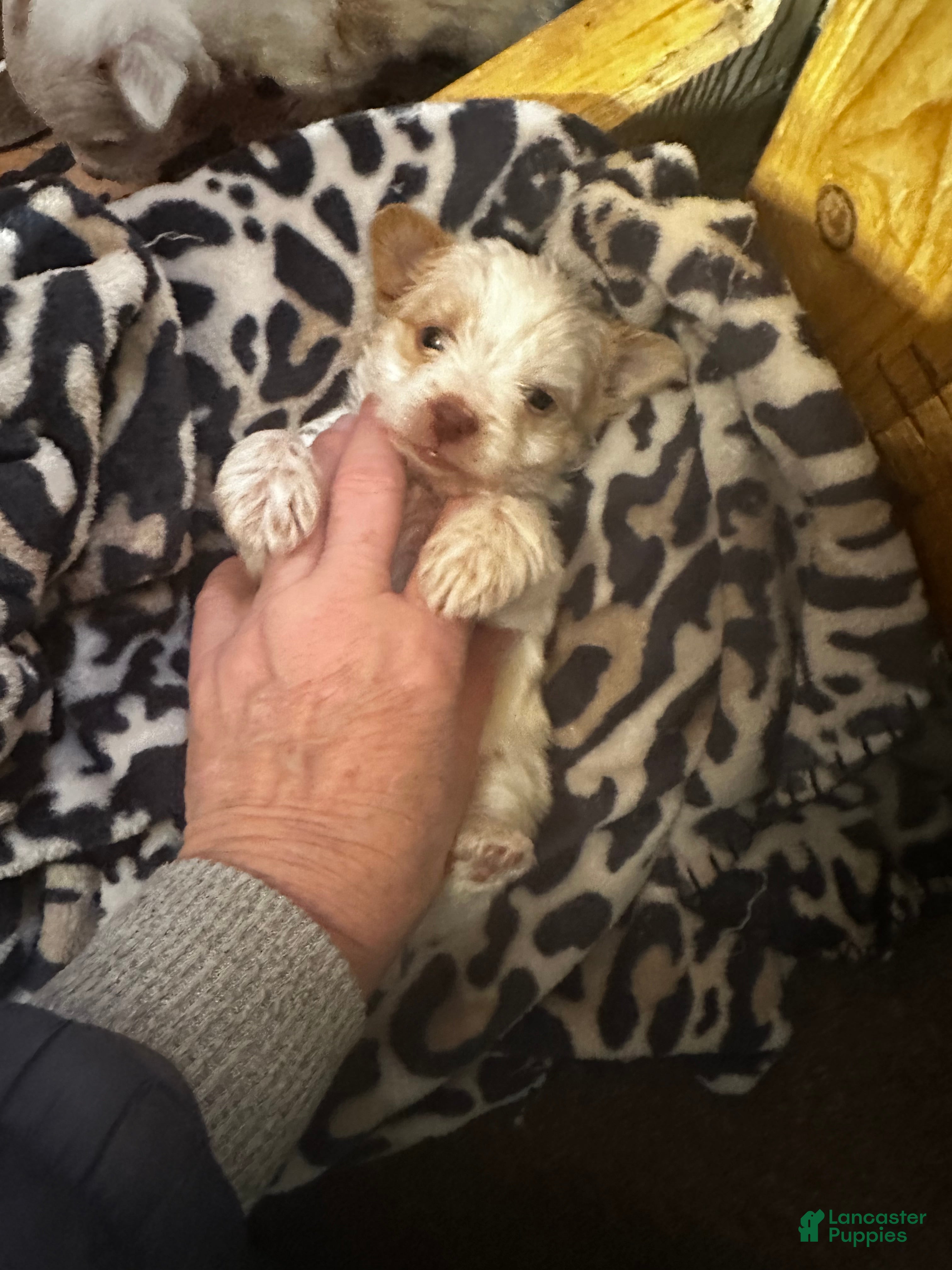 Yorkshire Terrier dogs AKC Mochi - Ad 4