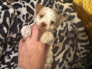 Yorkshire Terrier dogs AKC Mochi - Ad 3