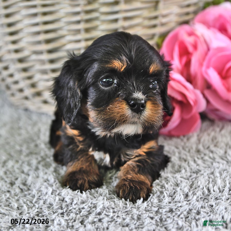 Cavachon dogs Bitty - Ad 1