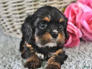 Cavachon dogs for sale: Bitty - Ad 2