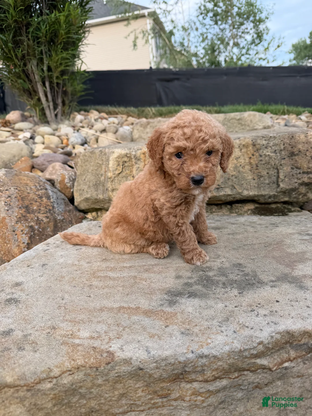 Mini Goldendoodle dogs for sale: Mini Goldendoodle 3 - Ad 1