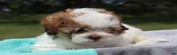 Shihpoo dogs for sale: Clay - Ad 4
