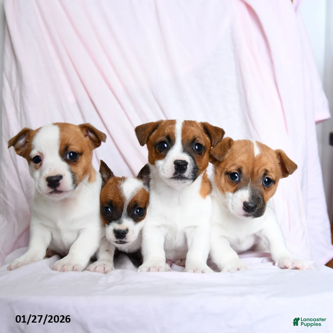 Jack Russell Terrier dogs for sale: Buster - Ad 3