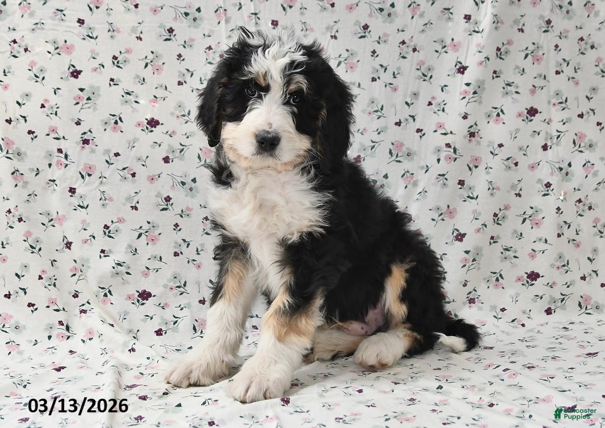 Bernedoodle dogs Max - Ad 1