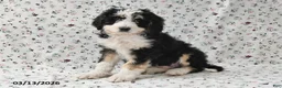 Bernedoodle dogs for sale: Max - Ad 1