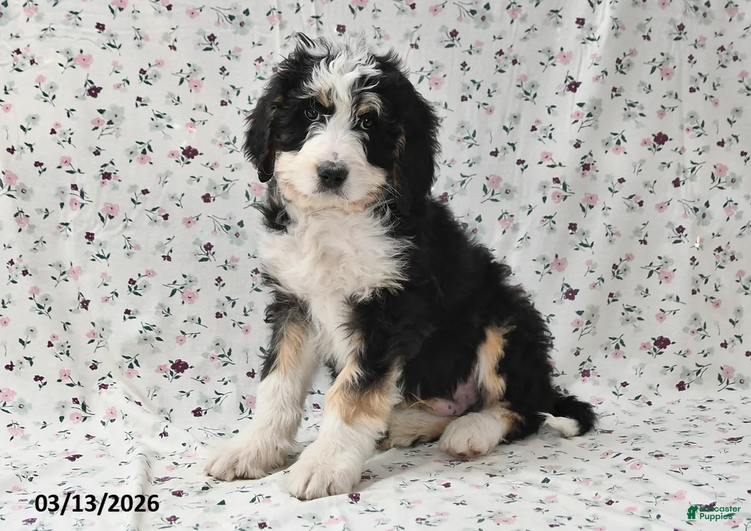 Bernedoodle dogs for sale: Max - Ad 1