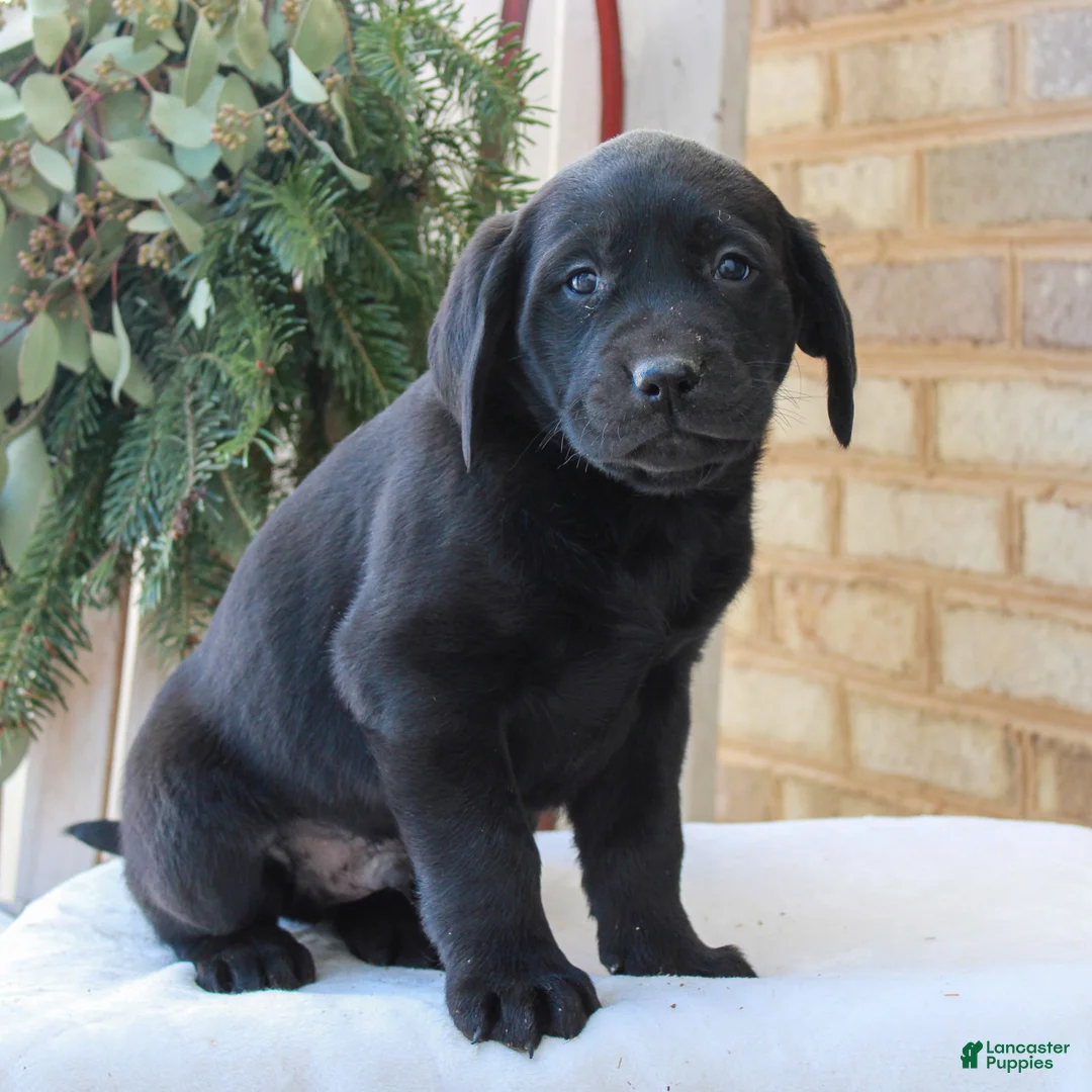 Labrador Retriever dogs for sale: Baxter  - Ad 1