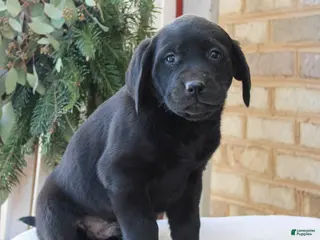 Labrador Retriever dogs Baxter - Ad 6