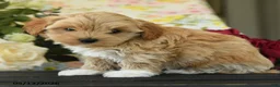 Maltipoo dogs for sale: Skylar - Ad 2
