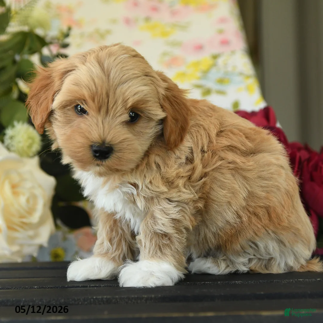 Maltipoo dogs for sale: Skylar - Ad 2