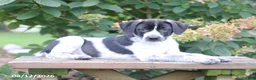 Mixed Breed dogs for sale: Sadie - Ad 3