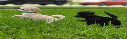 Toy Poodle dogs for sale: AKC Toy Poodle - Ad 12