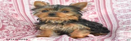 Yorkshire Terrier dogs for sale: Teddy - Ad 5