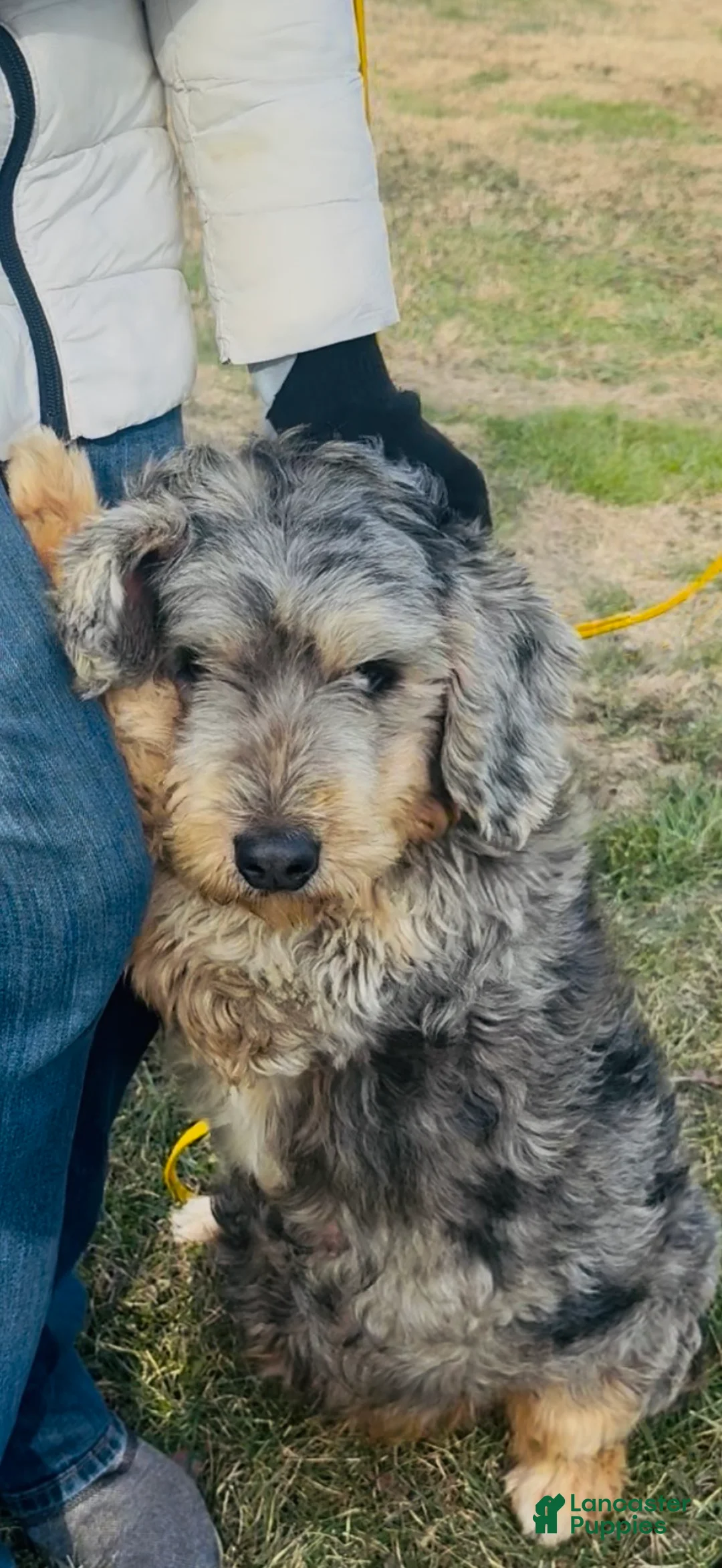 Bernedoodle dogs for sale: Reed - Ad 3