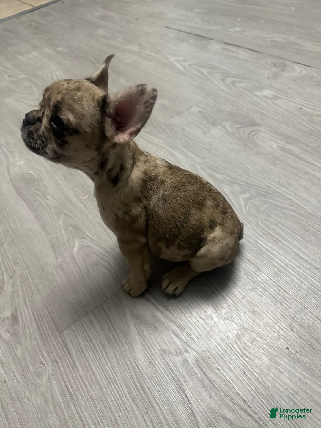 French Bulldog dogs for sale: French Bulldog Puppy  - Ad 2