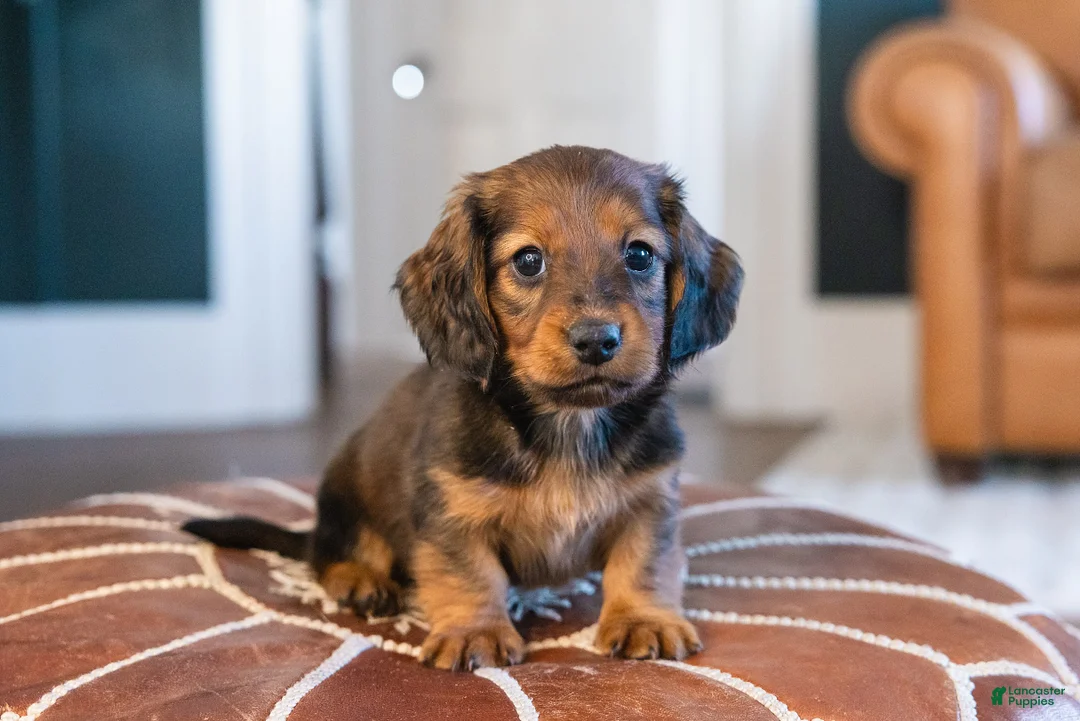Miniature Dachshund dogs for sale: Pretzel von Pupperstein - Ad 1