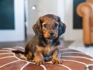 Miniature Dachshund dogs Pretzel von Pupperstein - Ad 5