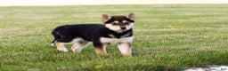 Shiba Inu dogs for sale: Lacy  - Ad 8