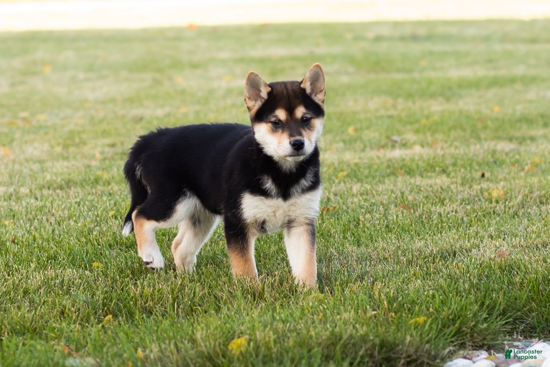 Shiba Inu dogs for sale: Lacy  - Ad 8