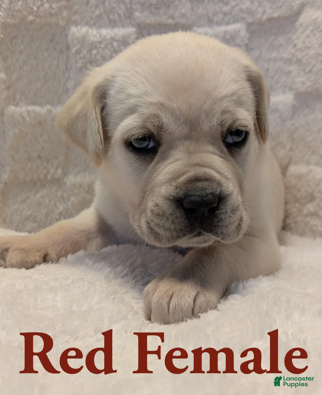 Cane Corso dogs for sale: Red - Ad 2