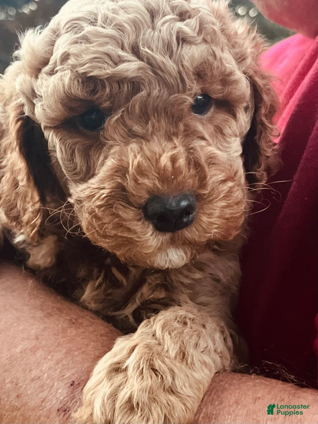 Mini Goldendoodle dogs for sale: Nora - Ad 2