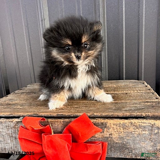 Pomeranian dogs Olivia - Ad 38