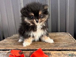 Pomeranian dogs Olivia - Ad 8