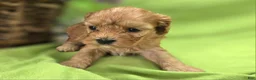Cavapoo dogs for sale: Indigo - Ad 8