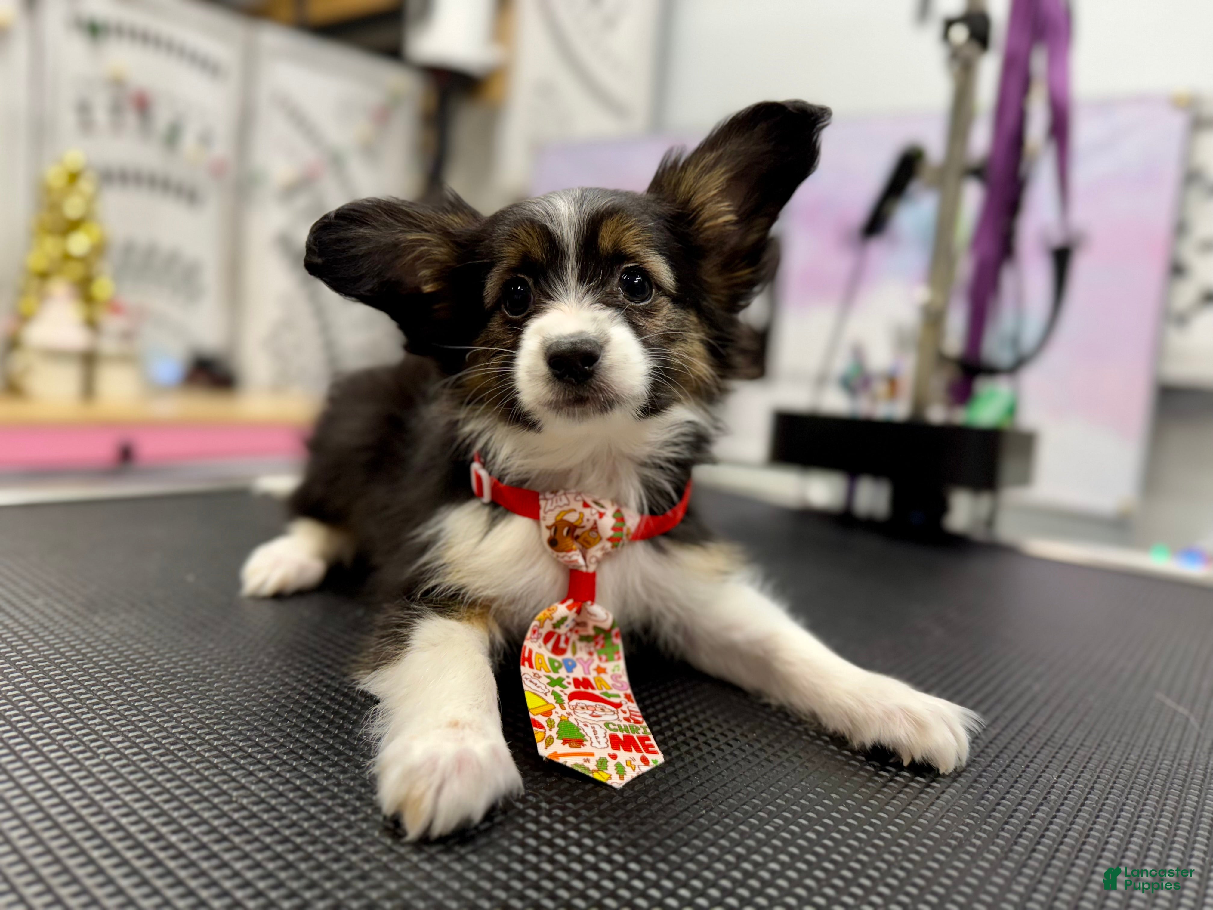 Mixed Breed dogs Bandit  - Ad 23