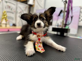 Mixed Breed dogs Bandit - Ad 26