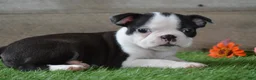Boston Terrier dogs for sale: Misty - Ad 4