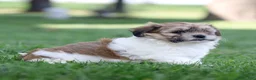 Teddy Bear dogs for sale: Cindy Teddy Bear  - Ad 10
