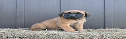 English Mastiff dogs for sale: Maggie - Ad 4