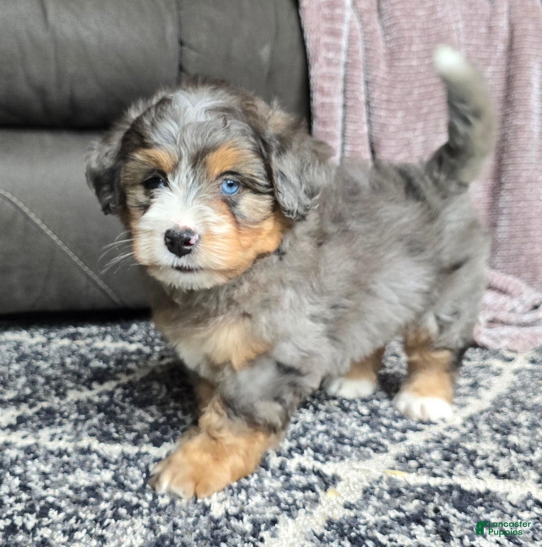 Mini Bernedoodle dogs for sale: Mini Watts - Ad 14