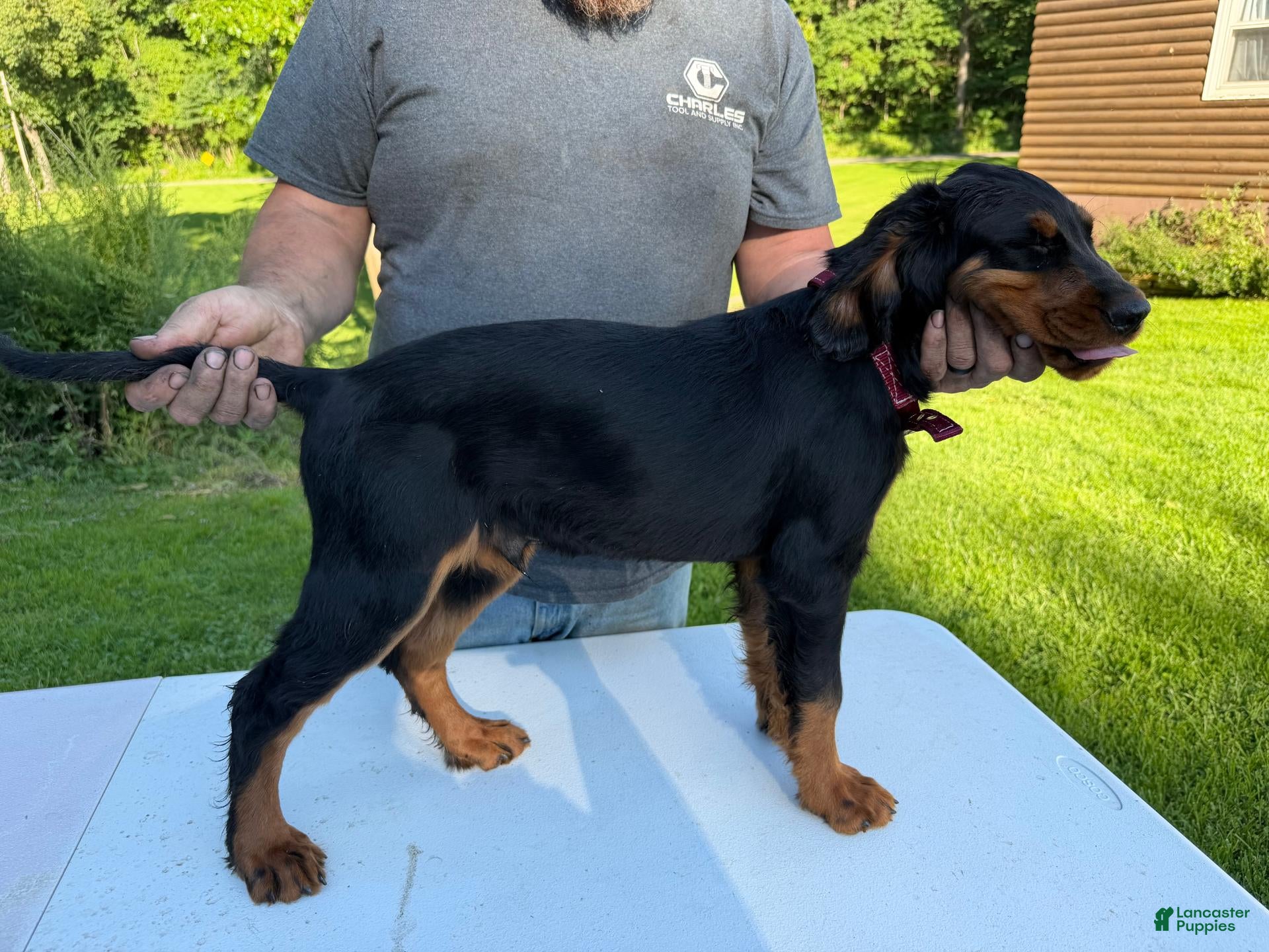 Gordon Setter dogs Red Boy - Ad 2