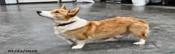 Welsh Corgi Pembroke dogs for sale: Kim  - Ad 6