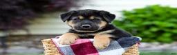 Sheprador dogs for sale: Boone - Ad 4