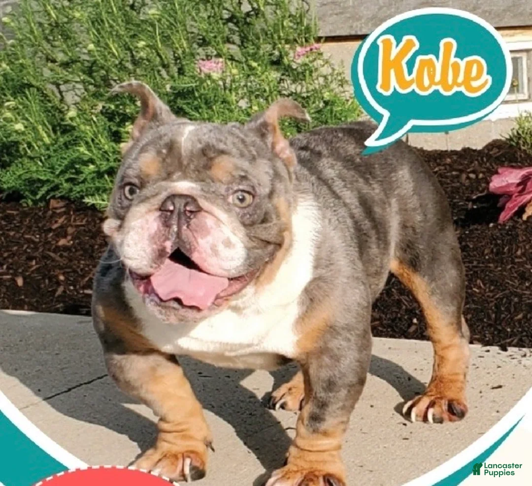 English Bulldog dogs for sale: Cali - Ad 11