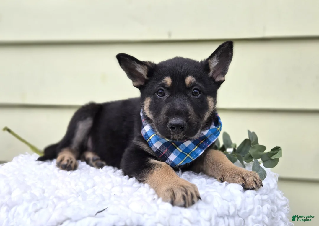 German Shepherd dogs for sale: Kliff - Ad 2