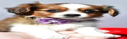 Mixed Breed dogs for sale: Sierra - Ad 7