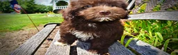 Havapoo dogs for sale: Ewok - Ad 5