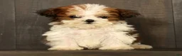 Havapoo dogs for sale: Tucker - available 8/17/26 - Ad 2