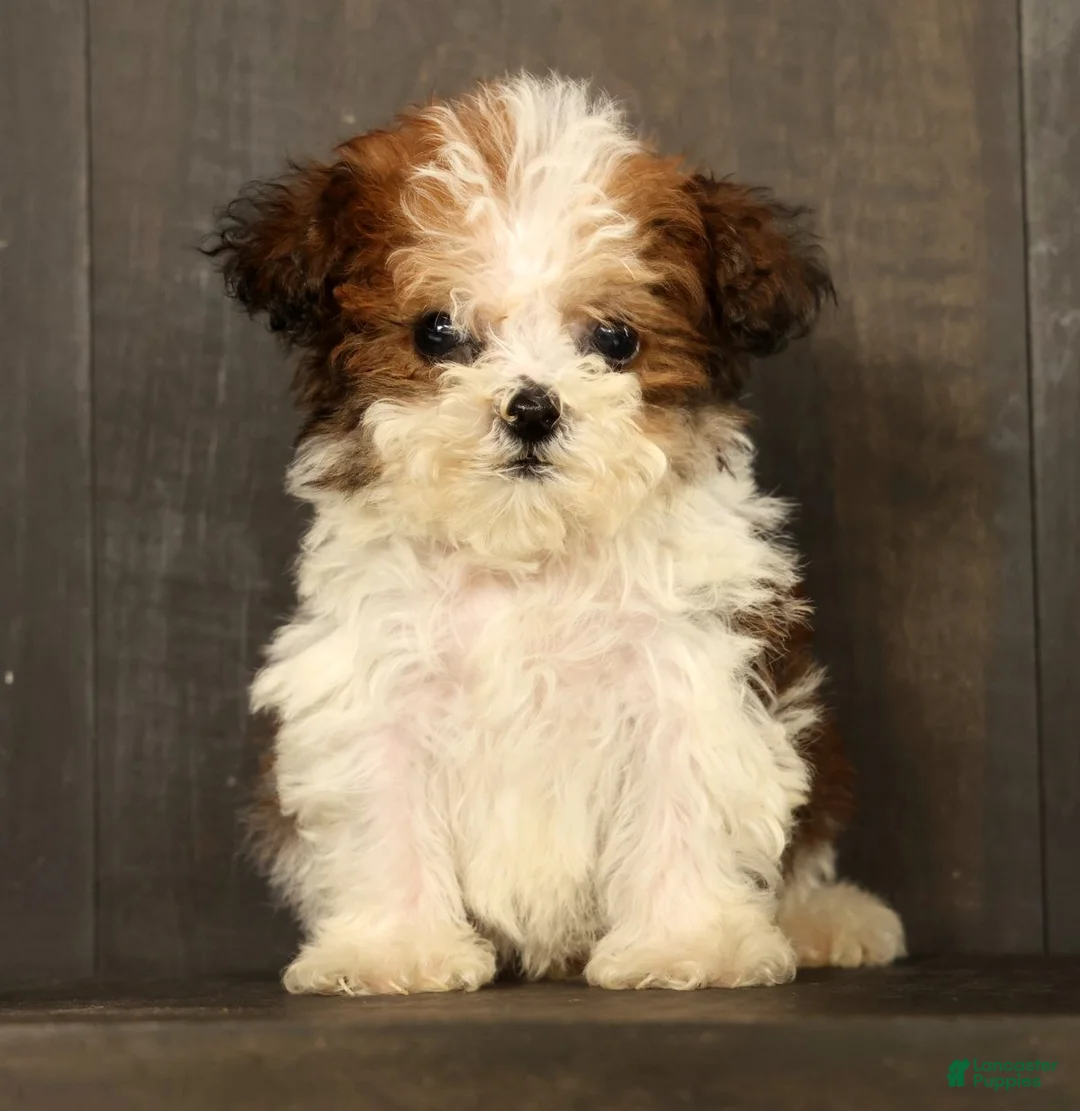 Havapoo dogs for sale: Tucker - available 8/17/26 - Ad 2