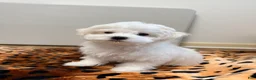 Maltese dogs for sale: Joy - Ad 10