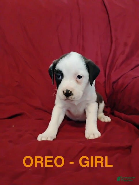Mixed Breed dogs Oreo - Ad 18