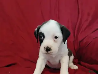 Mixed Breed dogs Oreo - Ad 12