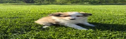 Shetland Sheepdog dogs for sale: Twist - Ad 1