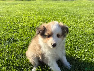 Shetland Sheepdog dogs for sale: Twist - Ad 1
